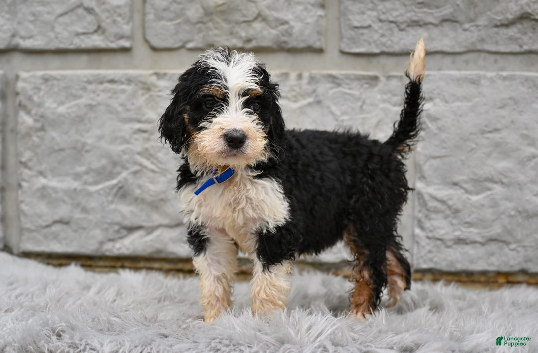 Bernedoodle dogs for sale: Farley - Image 2