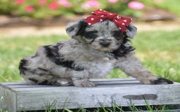 Yorkiepoo dogs for sale: Prissie - Image 10