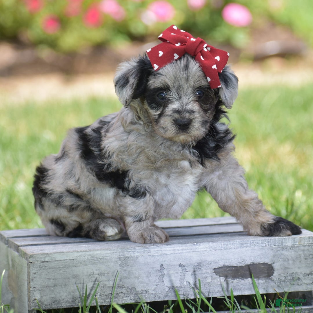 Yorkiepoo dogs for sale: Prissie - Image 10