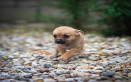 Pomchi dogs for sale: Bear - Image 3