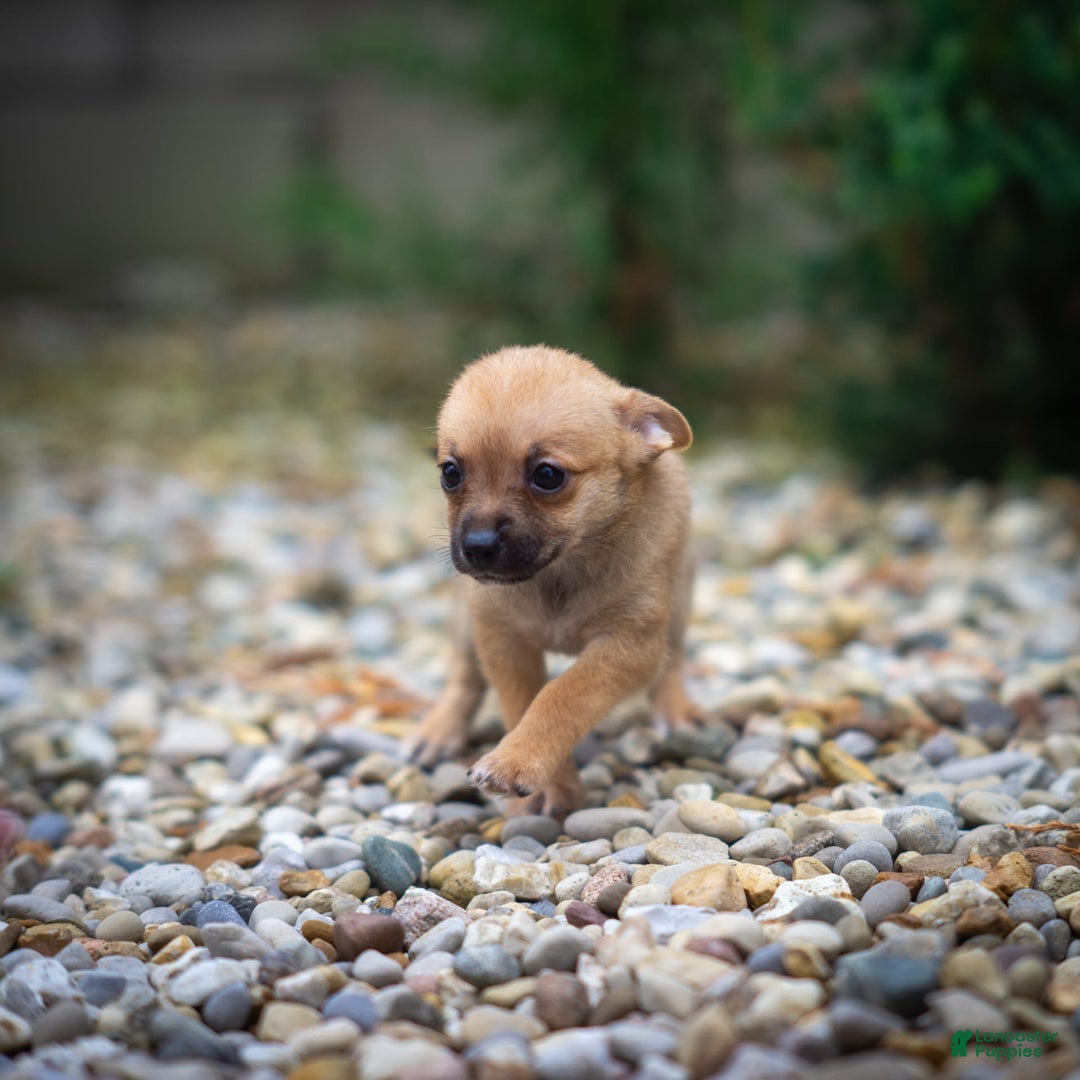 Pomchi dogs for sale: Bear - Image 3