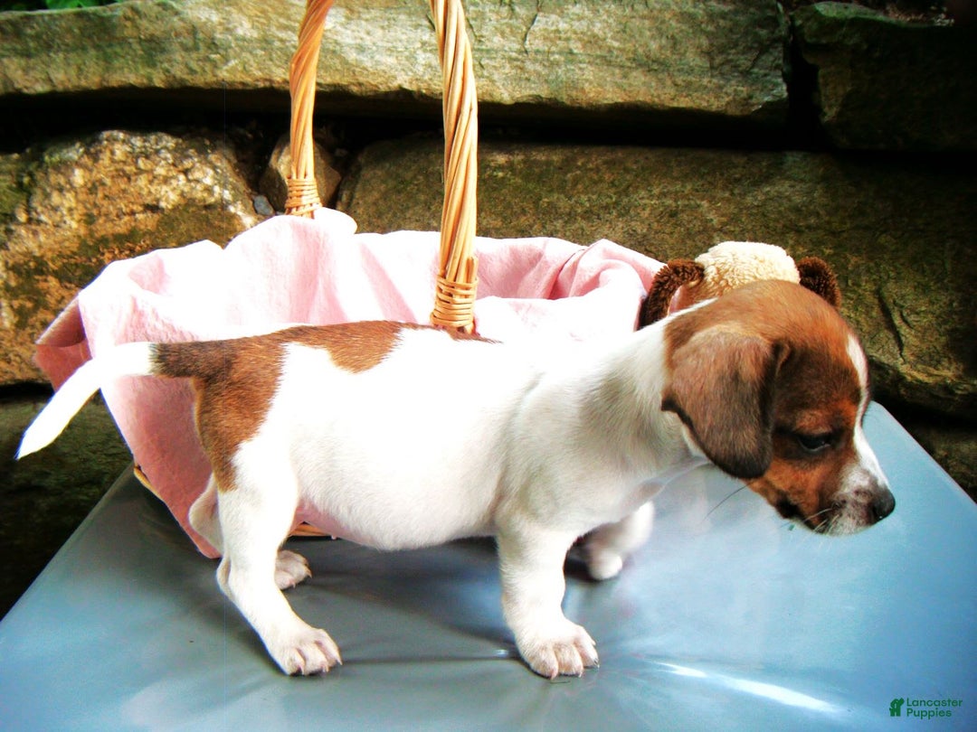 Jack Russell Terrier dogs for sale: Splotches - Image 6