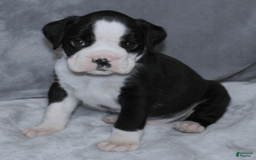 Boxer dogs for sale: Blue Collar Male - Image 1