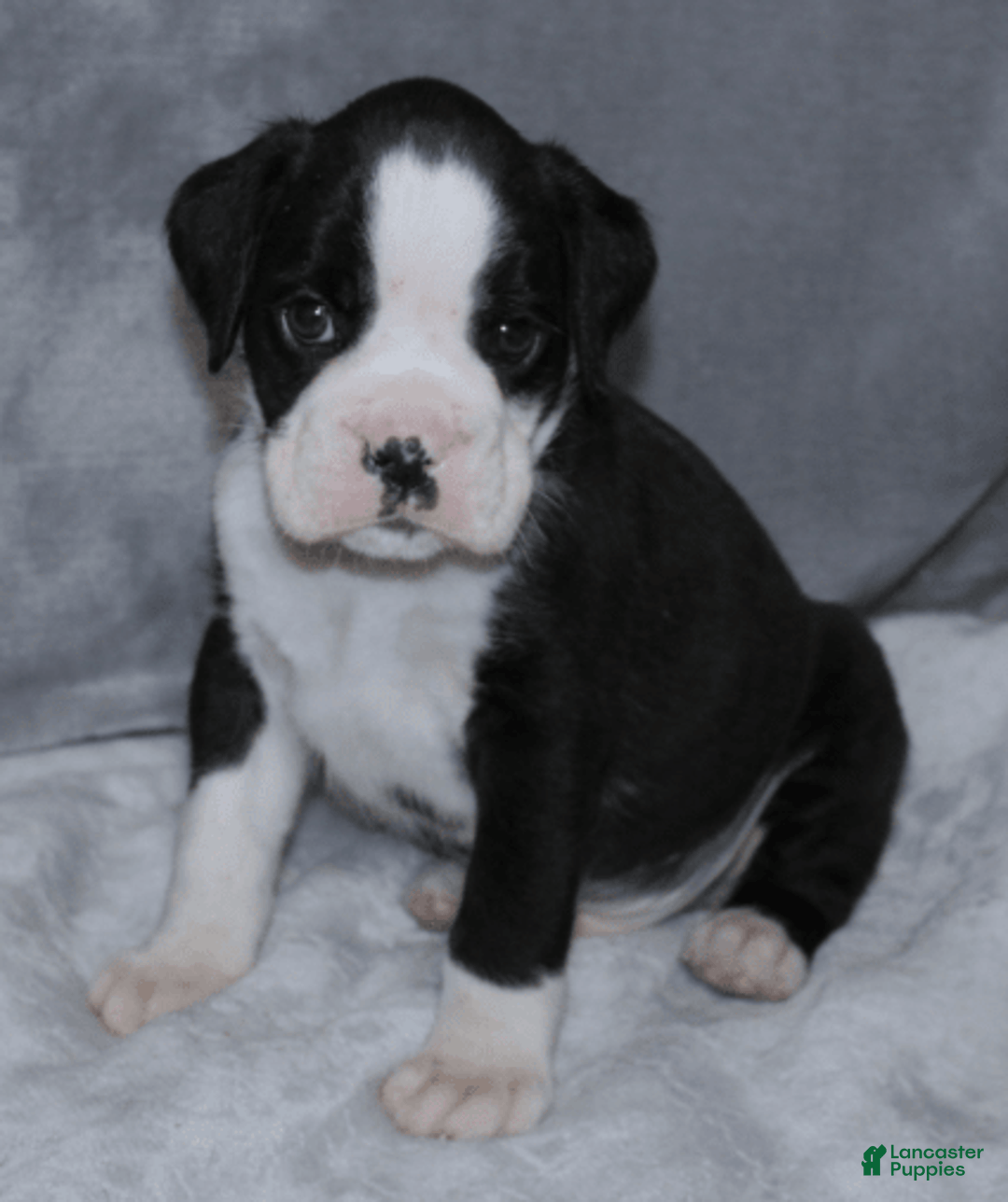 Boxer dogs for sale: Blue Collar Male - Image 1