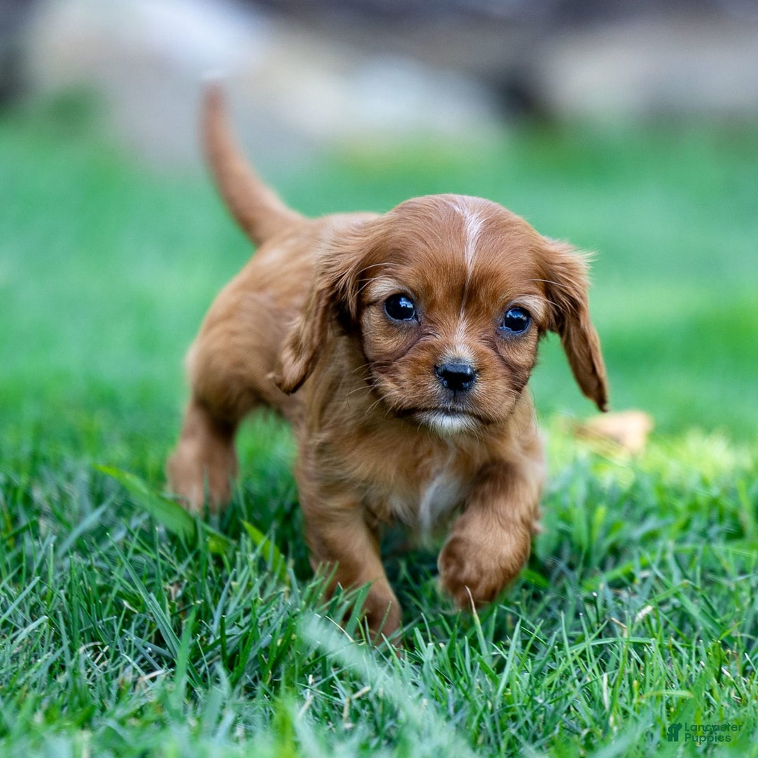 Cavalier King Charles Spaniel dogs for sale: Cleo - Image 2