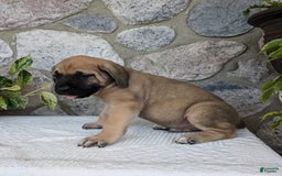 English Mastiff dogs for sale: Bear - Image 12