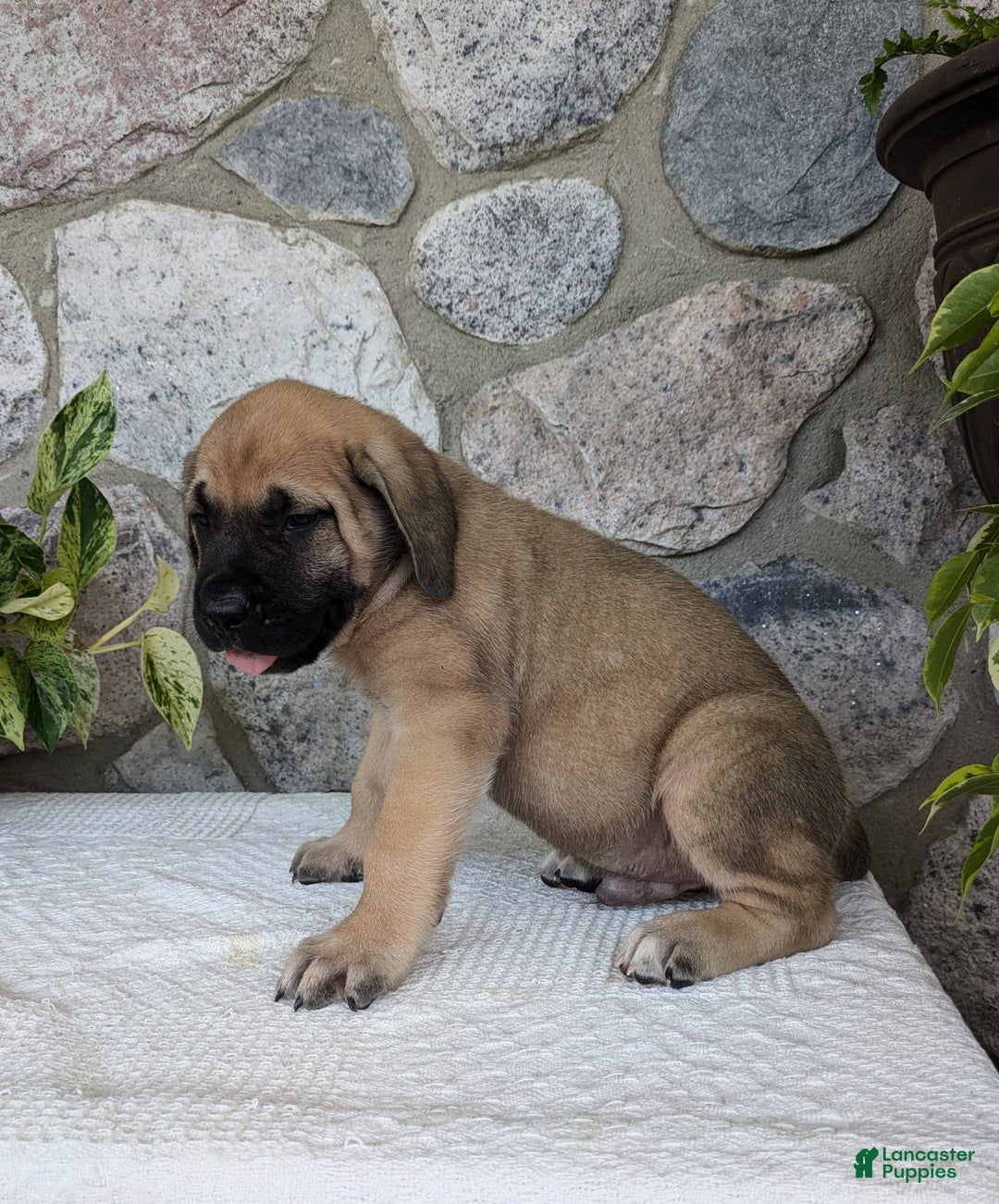 English Mastiff dogs for sale: Bear - Image 12
