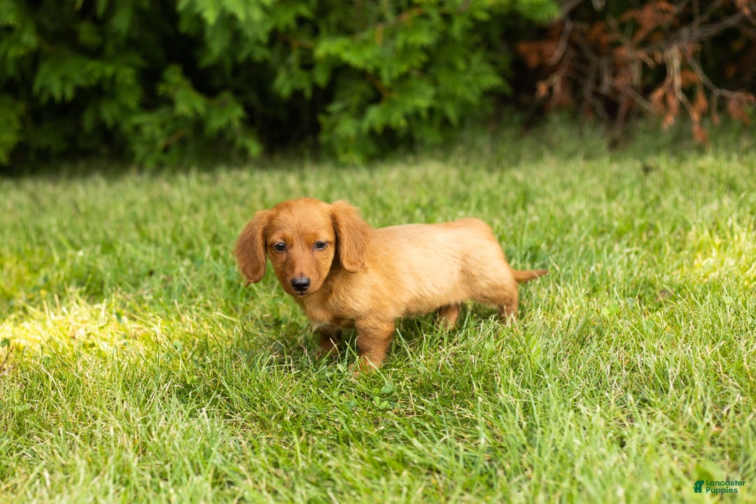 Miniature Dachshund dogs for sale: Millie - Image 2