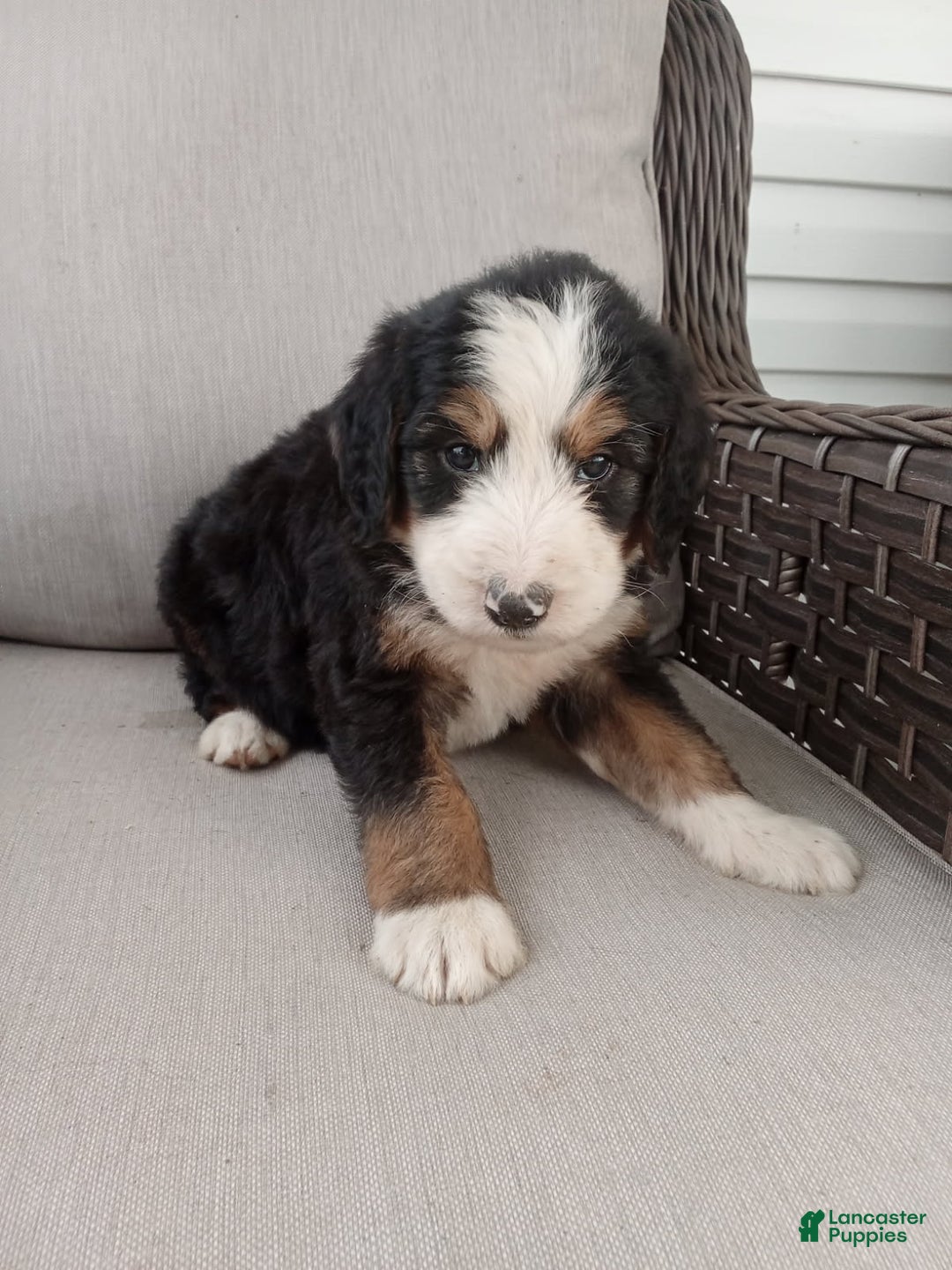 Bernedoodle dogs for sale: Ashton - Image 3
