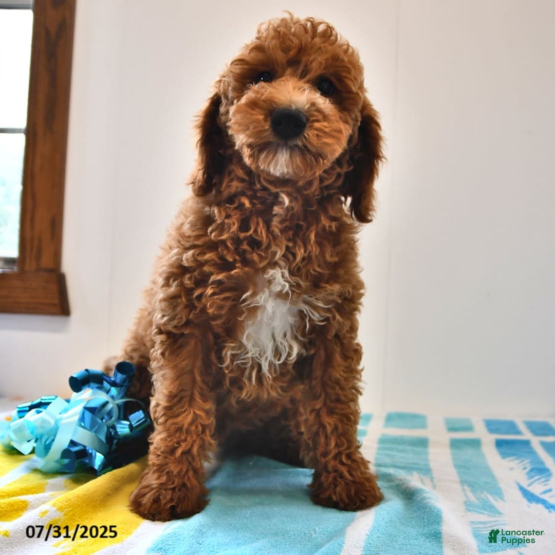 Mini Goldendoodle dogs for sale: Edger - Image 6