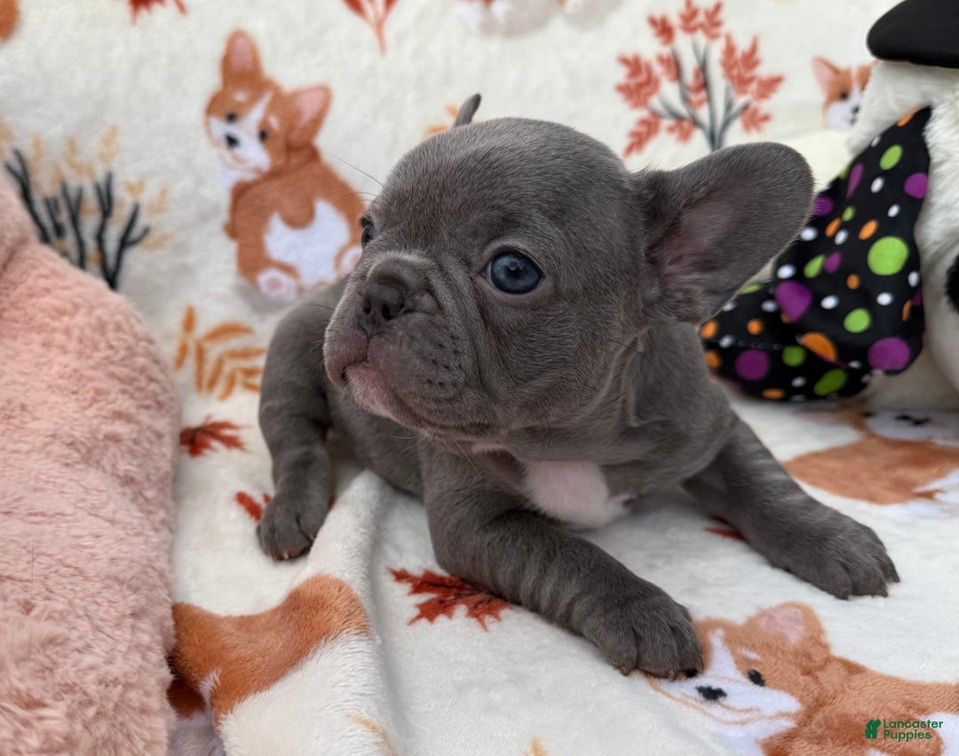 French Bulldog dogs for sale: Chanel - Image 5