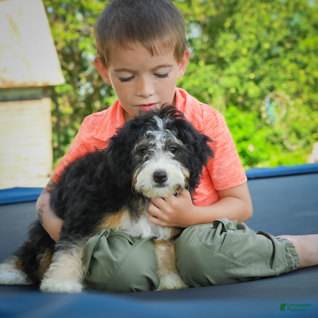 Mini Bernedoodle dogs for sale: Missy - Image 2