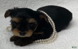 Yorkshire Terrier dogs for sale: Jolene - Image 3