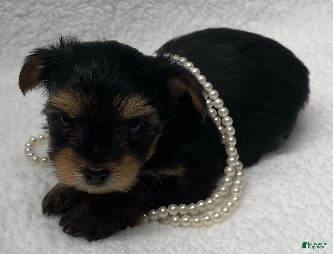 Yorkshire Terrier dogs for sale: Jolene - Image 3