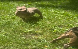 American Bully dogs for sale: Peso - Image 3