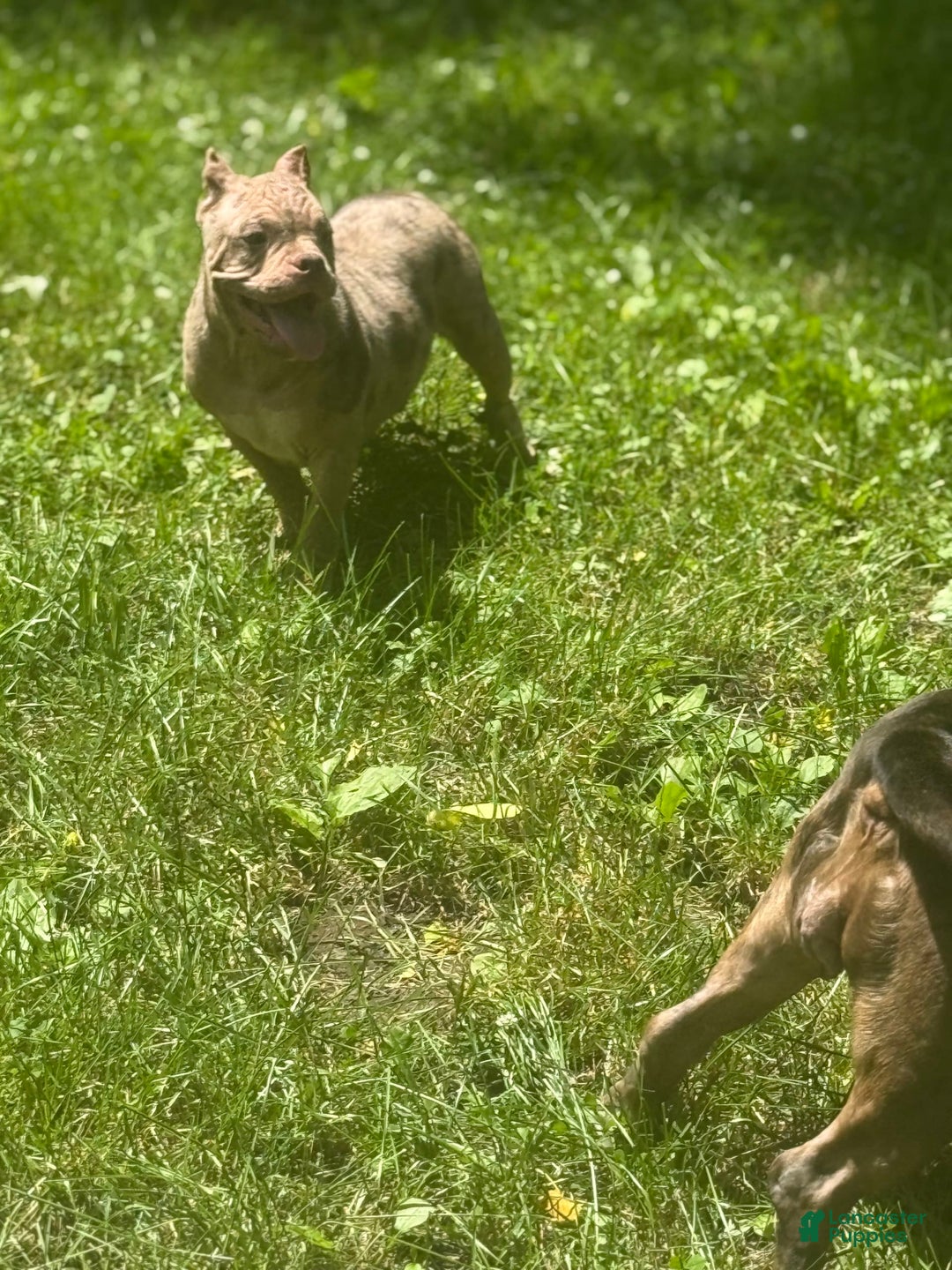 American Bully dogs for sale: Peso - Image 3