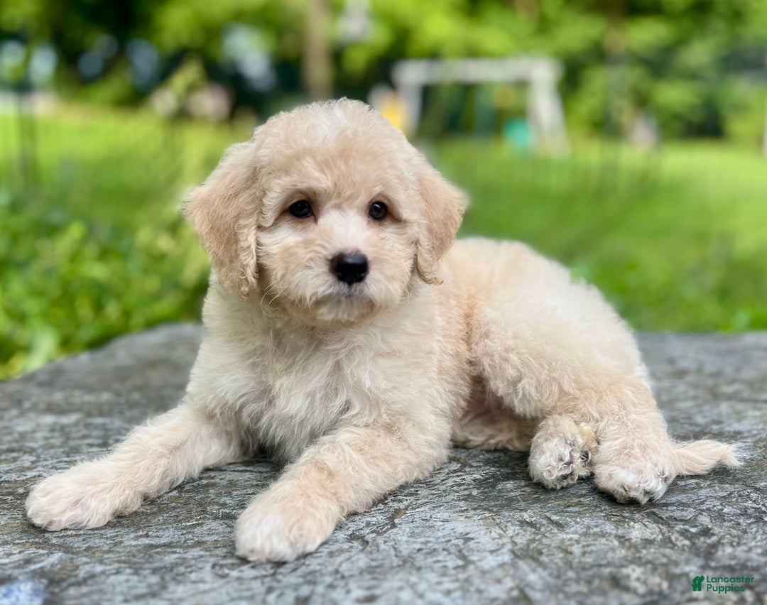 Mini Bernedoodle dogs for sale: Rocky - Image 1