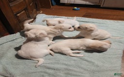 Chihuahua dogs for sale: Fluffy white Puppies - Image 1