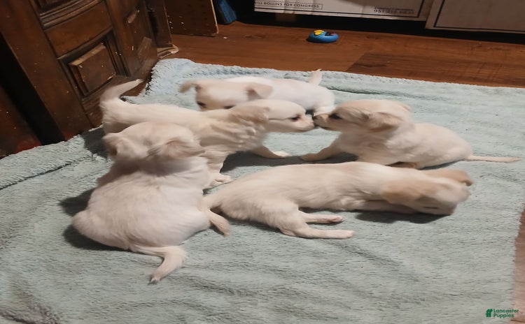 Chihuahua dogs for sale - Ad 1