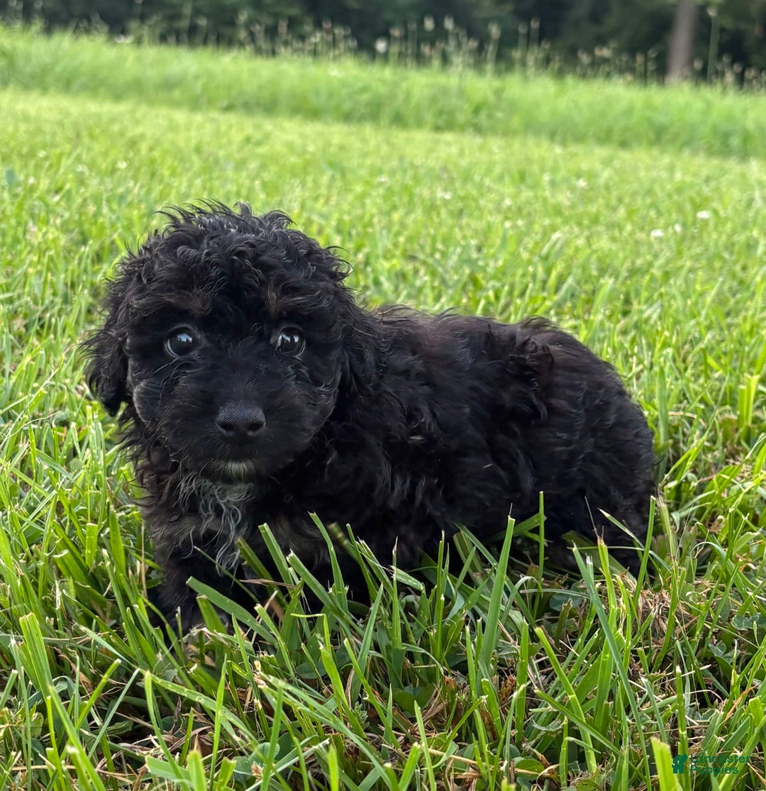 Aussiedoodle dogs for sale: Richie - Image 1