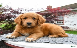 Goldendoodle dogs for sale: Custard - Image 3
