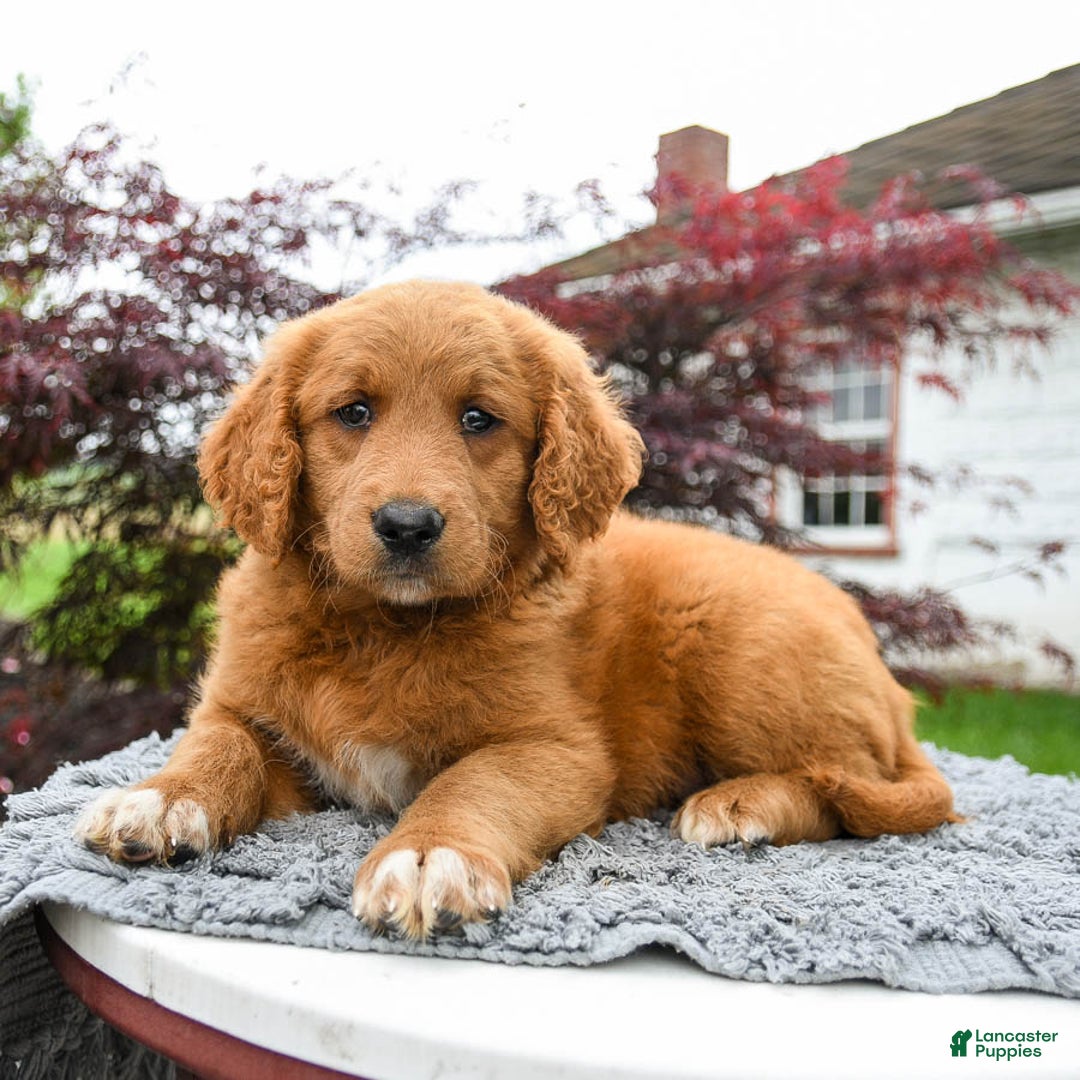 Goldendoodle dogs for sale: Custard - Image 3