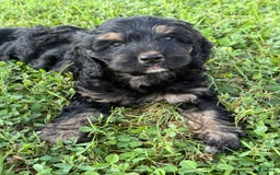 Cockapoo dogs for sale: Diva - Image 9