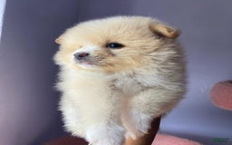 Pomeranian dogs for sale: Alex - Image 1