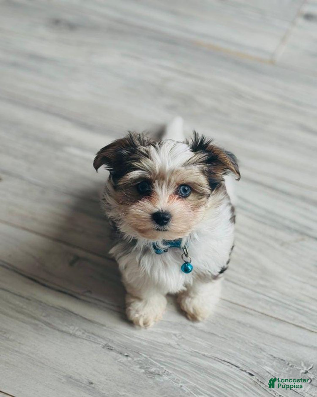 Yorkshire Terrier dogs for sale: Bruno - Image 3