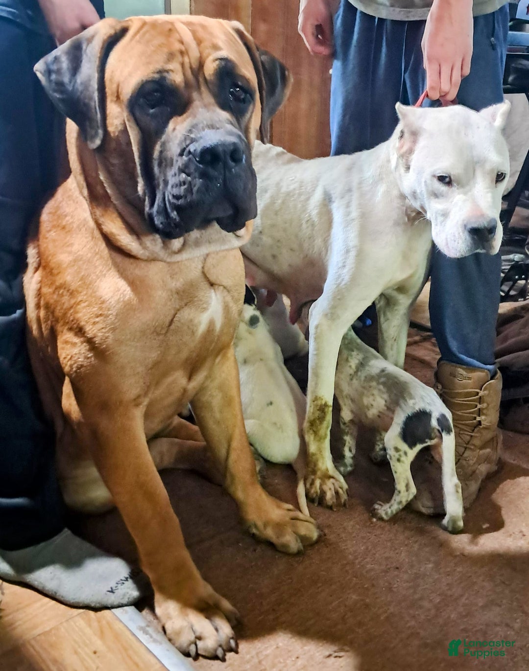 Dogo Argentino dogs for sale: Titan - Image 5