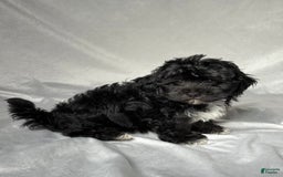 Havapoo dogs for sale: Lucas - Image 4
