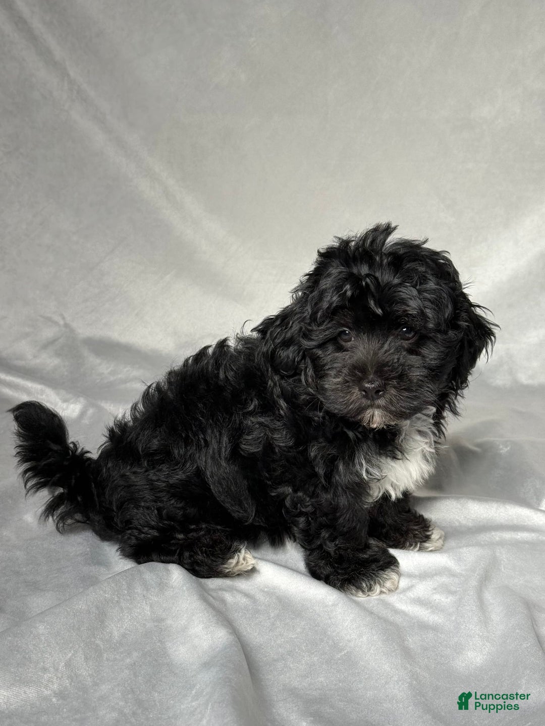 Havapoo dogs for sale: Lucas - Image 4