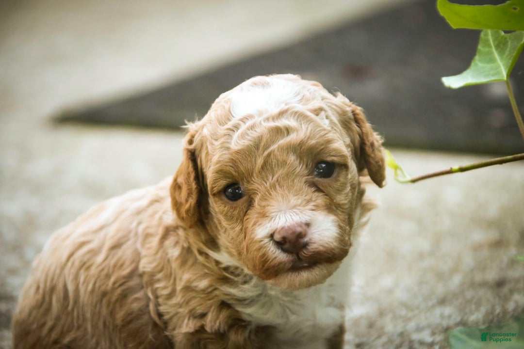 Miniature Poodle dogs for sale: Shadrack - Image 3