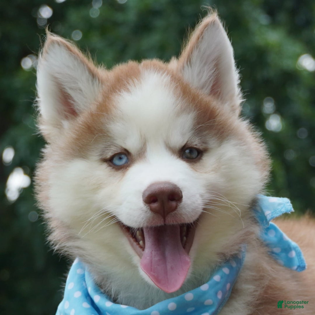Siberian Husky dogs for sale: Cash - Image 6