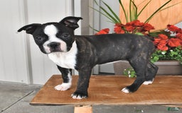 Boston Terrier dogs for sale: Lacey - Image 9