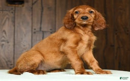 Irish Setter dogs for sale: Maizey - Image 8