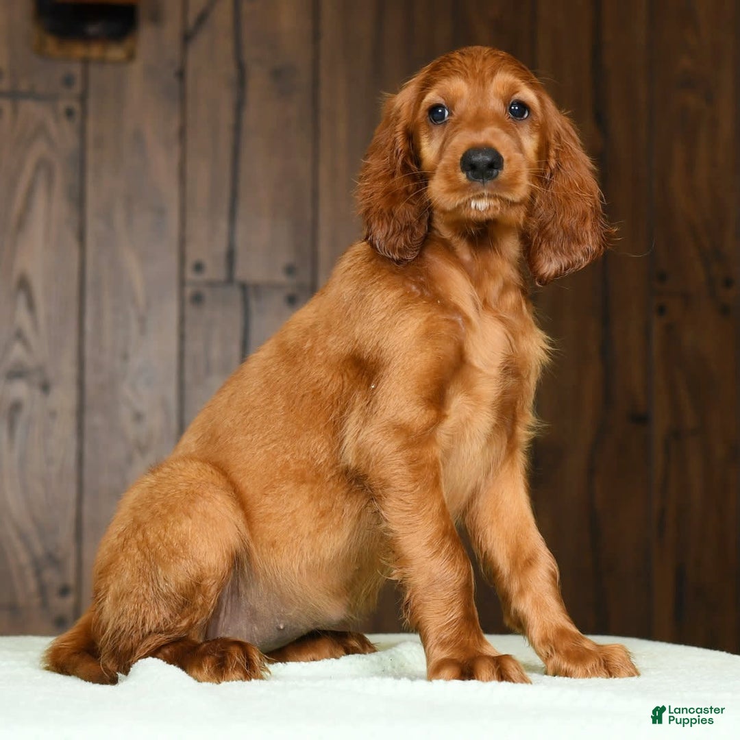 Irish Setter dogs for sale: Maizey - Image 8