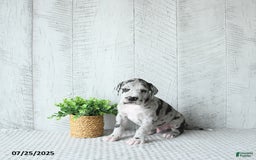 Great Dane dogs for sale: Shadow - Image 2