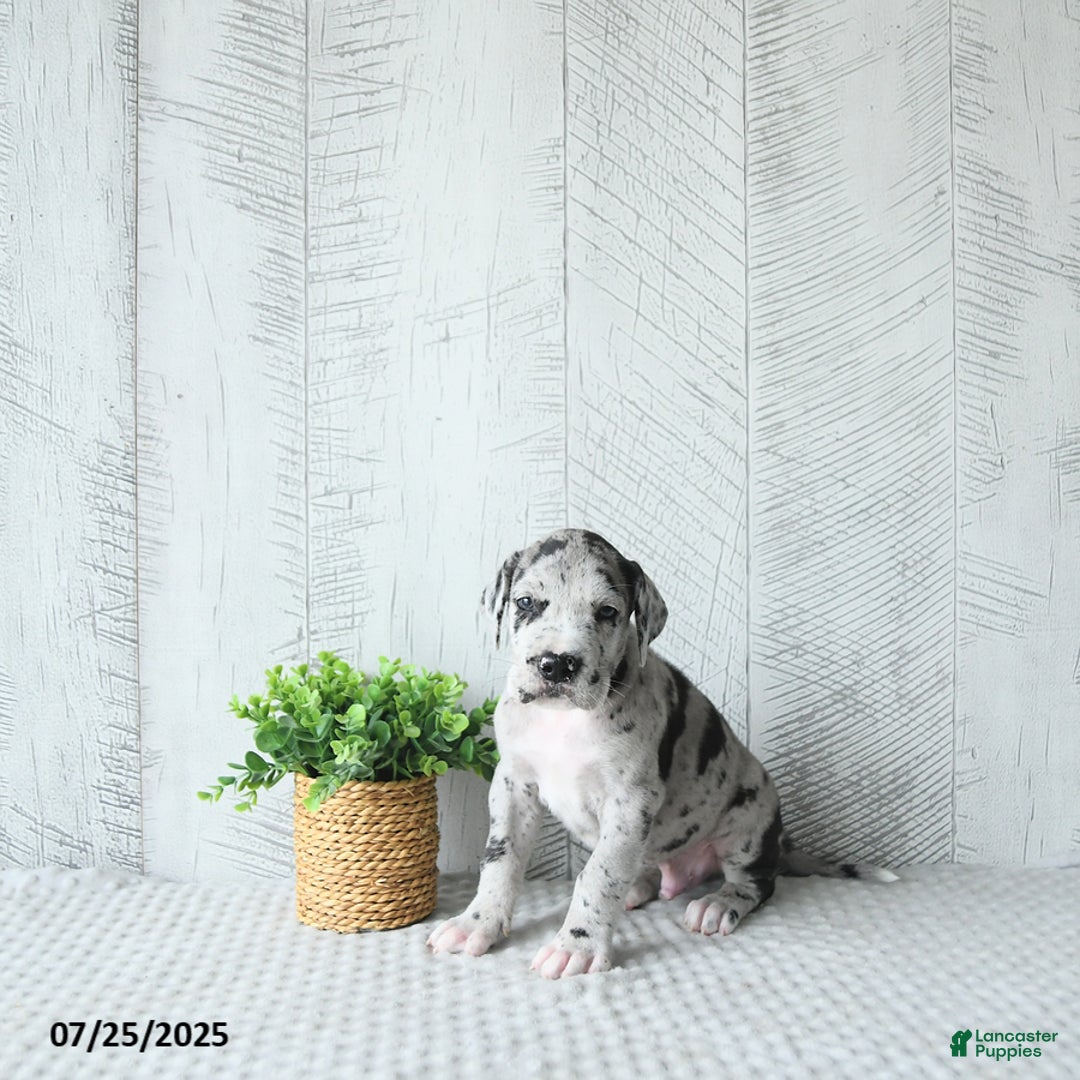 Great Dane dogs for sale: Shadow - Image 2