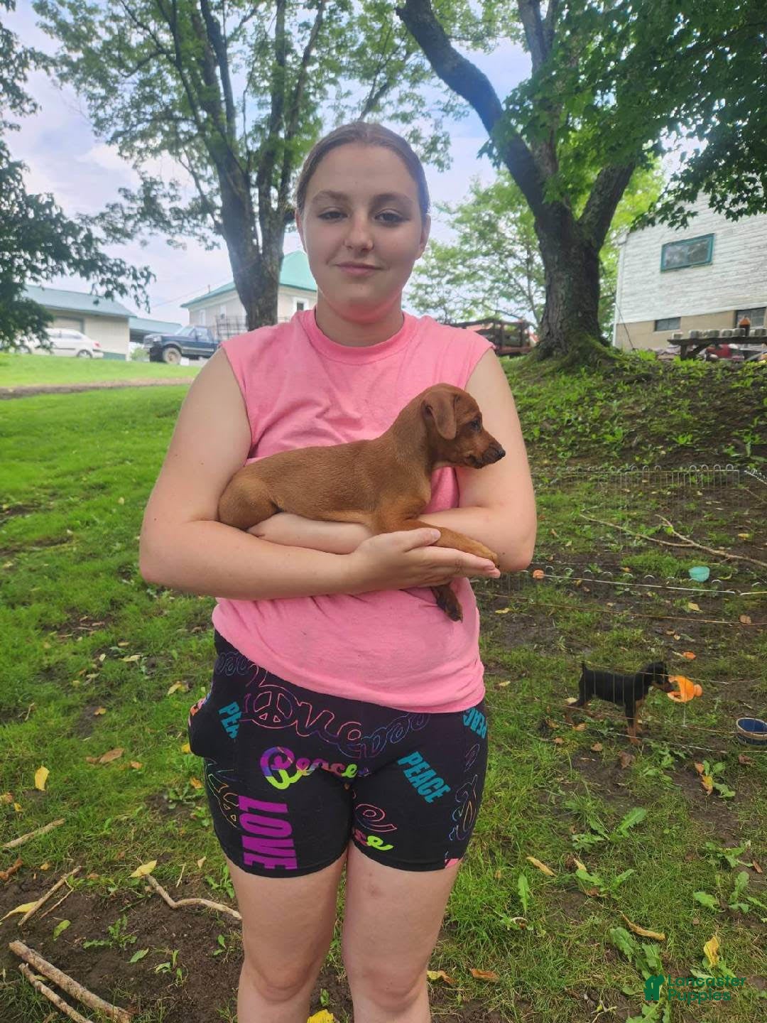 Miniature Pinscher dogs for sale: Rueban - Image 2
