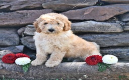 Mini Goldendoodle dogs for sale: Zeke - Image 1