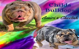 English Bulldog dogs for sale: Blue tri - Image 4