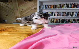 Portuguese Water Dog dogs for sale: Sage - Image 1