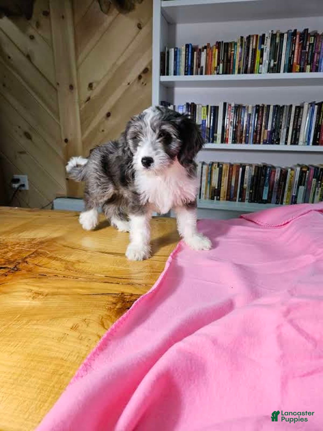 Portuguese Water Dog dogs for sale: Sage - Image 1