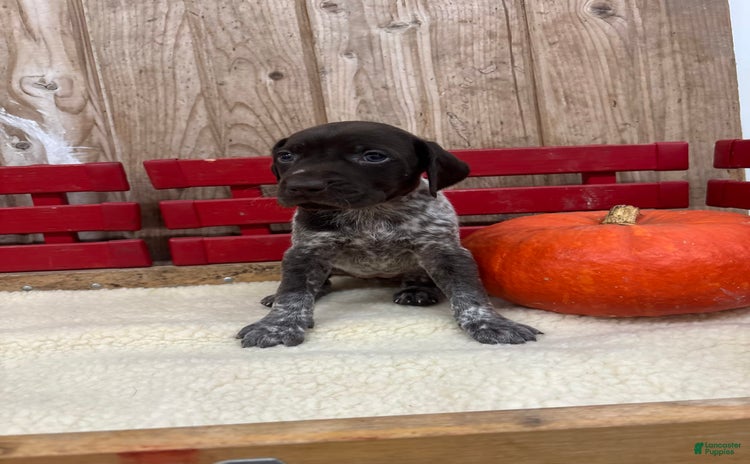 German Shorthaired Pointer dogs for sale - Ad 3