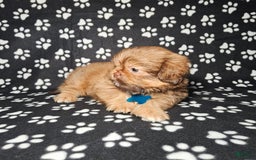 Shih Tzu dogs for sale: Dexter - Image 9
