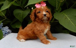 Cavapoo dogs for sale: Penny - Image 1