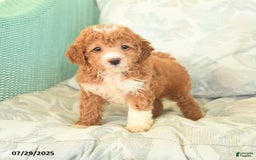Miniature Poodle dogs for sale: Twila - Image 4
