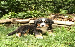 Bernese Mountain Dog dogs for sale: Watson - Image 2
