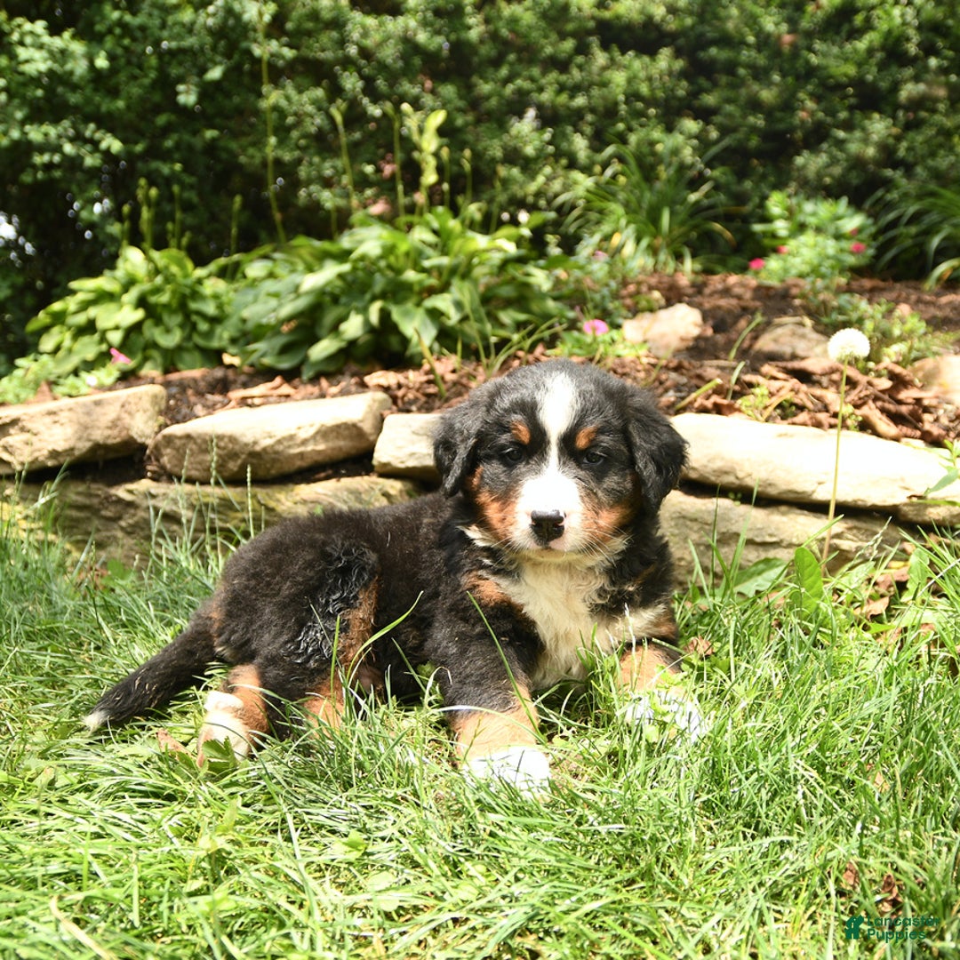 Bernese Mountain Dog dogs for sale: Watson - Image 2